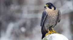 S brzinom ptica: top 12 najbrže pernate